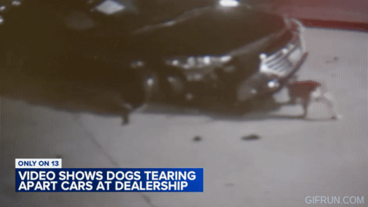 Không nhiều người nghĩ rằng một chú chó có thể kéo bung đầu xe dễ như vậy - Ảnh cắt từ video, nguồn: ABC13
