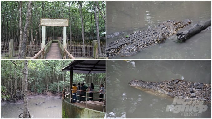 Cá sấu được bảo tồn và khai thác du lịch trải nghiệm tại huyện Cần Giờ, TP.HCM. Ảnh: Lê Bình.