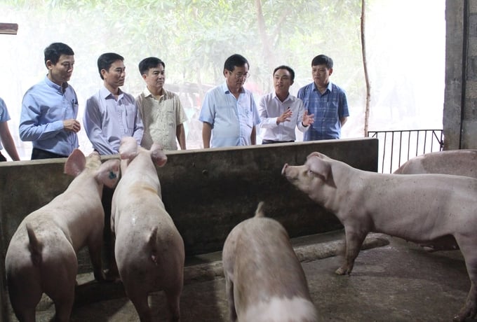 Mô hình nuôi lợn an toàn sinh học, theo hướng hữu cơ cho lợi nhuận tăng 1,7 lần so với bình thường. Ảnh: Việt Toàn.