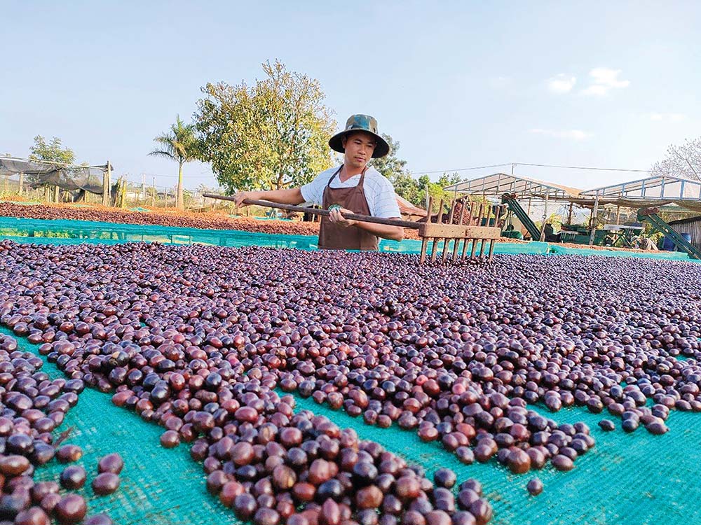 Niên vụ 2022-2023, Hợp tác xã của Võ Đình Danh có 50 tấn cà phê chất lượng cao đưa ra thị trường
